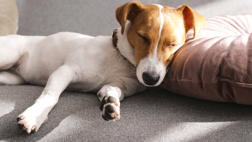 Dog sleeping next to the quiet Philips Series 1000i Air Purifier AC1715